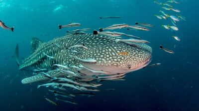 Ko Tao: Open Water Scuba Diving 4-Day Course - The day-by-day schedule (what your time actually looks like)