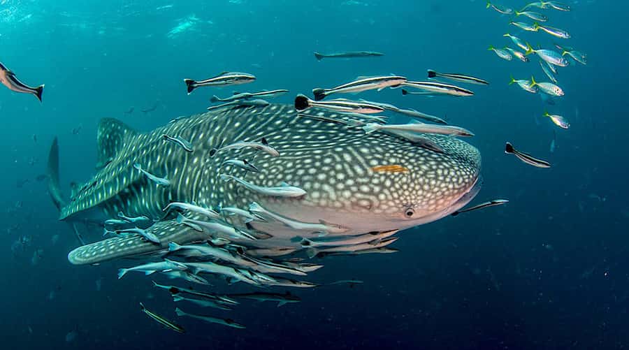 Ko Tao: Open Water Scuba Diving 4-Day Course - The day-by-day schedule (what your time actually looks like)