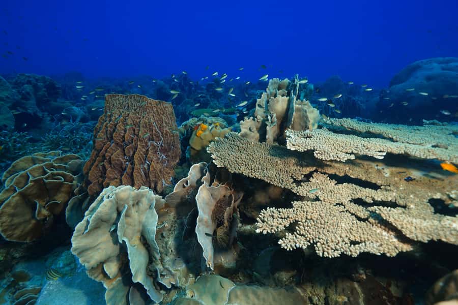 Koh Chang: 1-Day Dive Trip to Top Underwater Sites - HTMS Chang wreck: what makes this site so memorable
