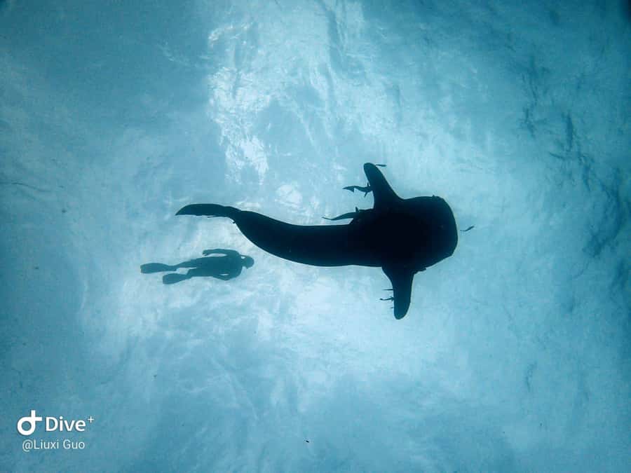 Koh Chang: 1-Day Dive Trip to Top Underwater Sites - Koh Rang Marine Park: coral reefs and clearer-water potential