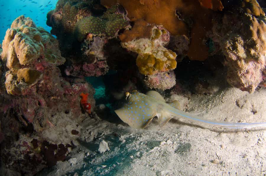 Koh Chang: 1-Day Dive Trip to Top Underwater Sites - Lunch, fruit, and drinks onboard: the underrated comfort factor