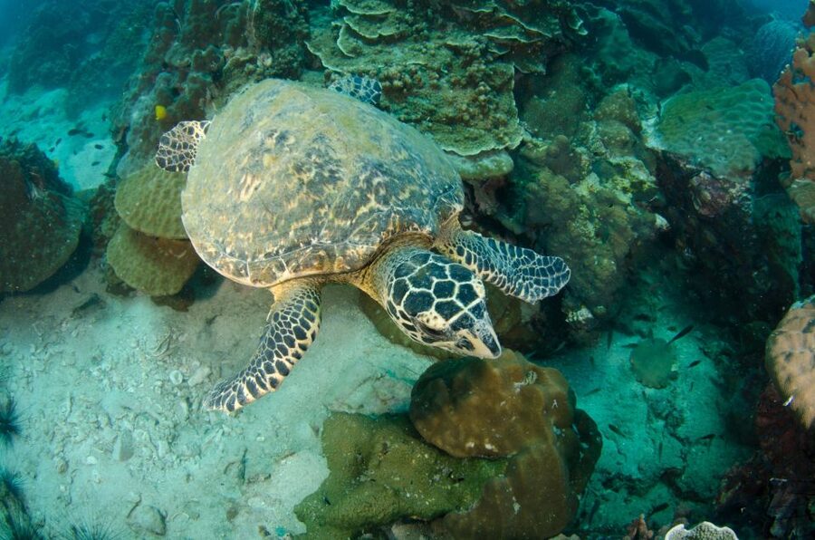 Koh Chang: 1-Day Dive Trip to Top Underwater Sites - Guides, gear, and the value of small-group attention