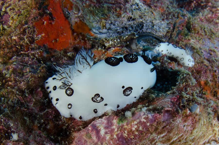 Koh Chang: 1-Day Dive Trip to Top Underwater Sites - Price and what you’re really paying for ($112)