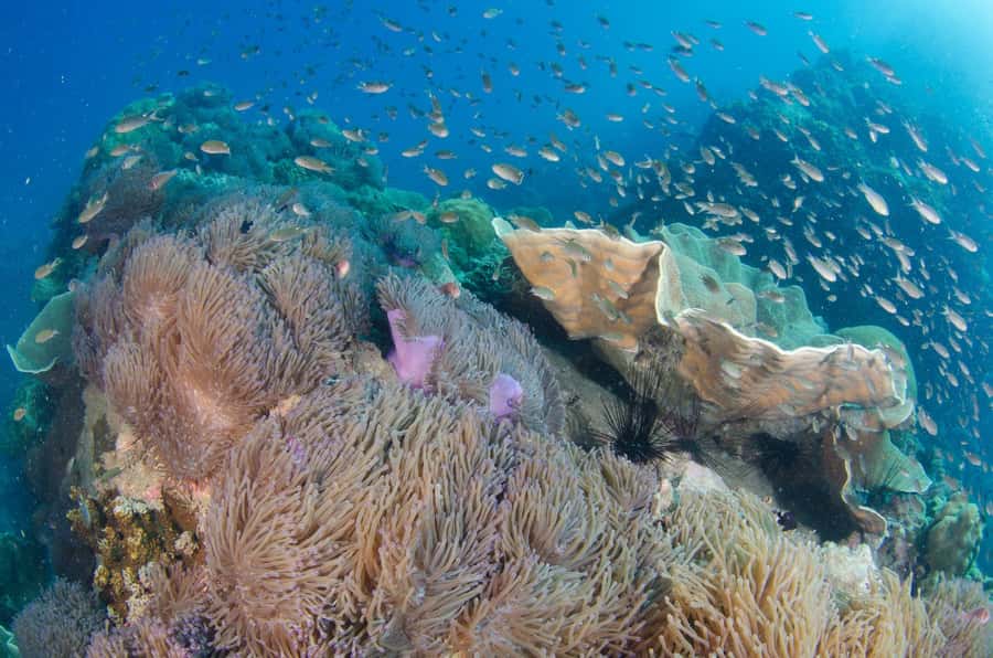 Koh Chang: 3-Day PADI Open Water Scuba Dive Course - What you learn (and why it matters once you’re certified)