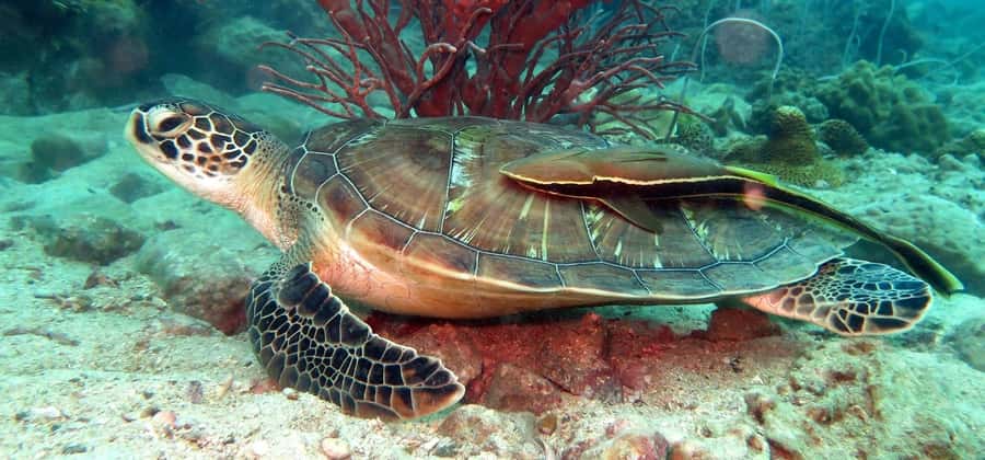 Koh Chang: Discover Scuba Diving for Beginners with 2 Dives - What This Koh Chang Scuba Course Really Gives You