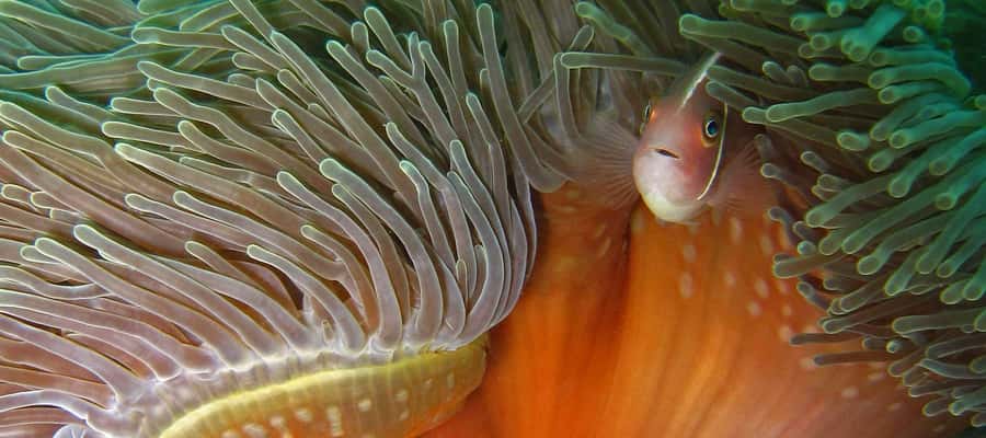 Koh Chang: Discover Scuba Diving for Beginners with 2 Dives - Lunch, Snacks, and Snorkeling Time Between Two Ocean Outings