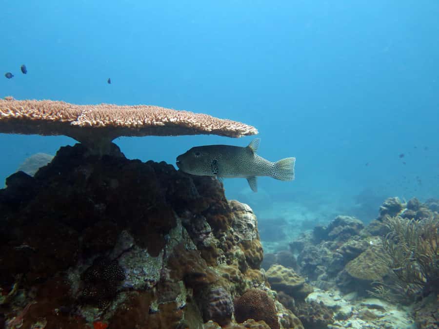 Koh Chang: Discover Scuba Diving for Beginners with 2 Dives - Ko Yak Lek: Your Second Guided Underwater Session