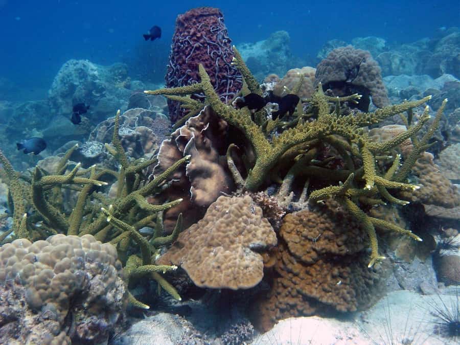 Koh Chang: Discover Scuba Diving for Beginners with 2 Dives - In-Water Training: Safety Skills Without the Pressure