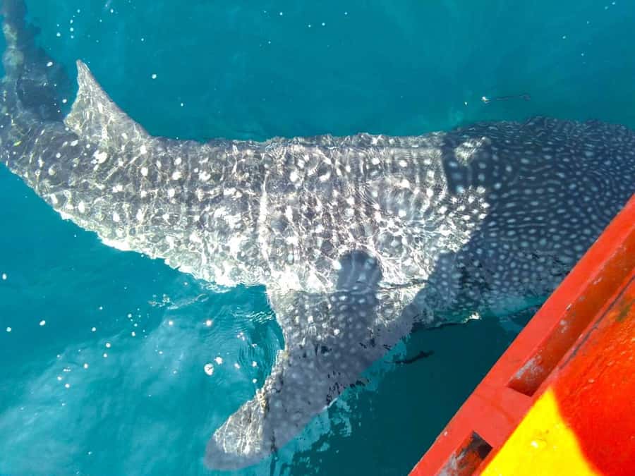Koh Kood: Discover Scuba Diving for Beginners with 2 Dives - Koh Rang National Park fee: the one extra cost to prepare