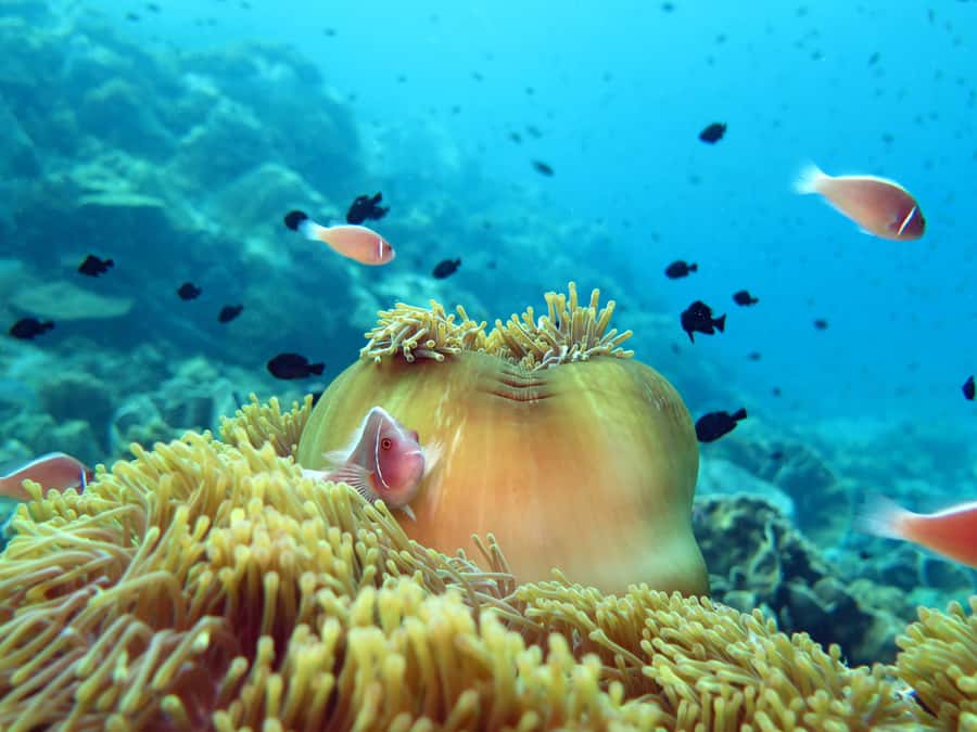 Koh Kood: Discover Scuba Diving for Beginners with 2 Dives - Price and what you’re getting for the $160