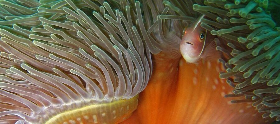 Koh Kood: Discover Scuba Diving for Beginners with 2 Dives - Two underwater sessions: coral reefs, colorful fish, and turtle odds