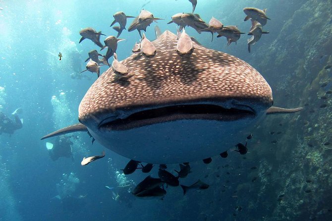 Koh Samui 2-Dive Trip to Sail Rock for certified divers - Key highlights worth your attention