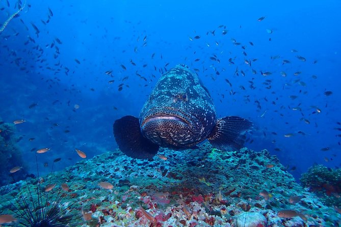Koh Samui 2-Dive Trip to Sail Rock for certified divers - Sail Rock makes Samui feel like it has a secret