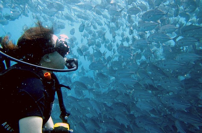 Koh Samui 2-Dive Trip to Sail Rock for certified divers - The Sail Rock schedule: two underwater sessions in one focused stop