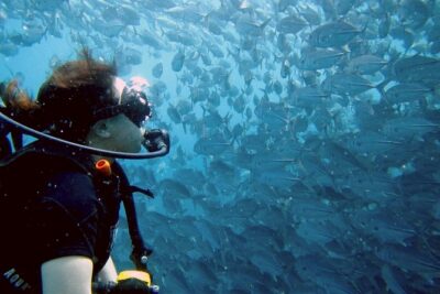 Koh Samui 2-Dive Trip to Sail Rock for certified divers - Getting there: 8:00 meeting at Discovery Divers Pier
