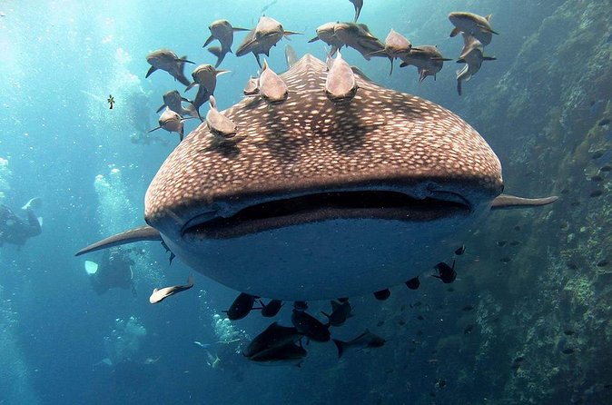 Koh Samui 2-Dive Trip to Sail Rock for certified divers - Who should book this Sail Rock package?