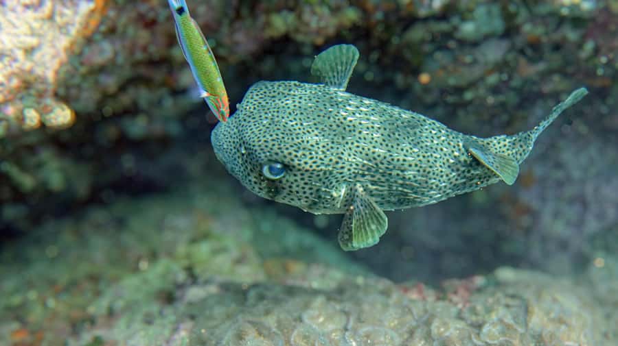 Koh Samui: Day Trip Diving at Sail Rock - Key Takeaways: what makes this Sail Rock outing worth your time
