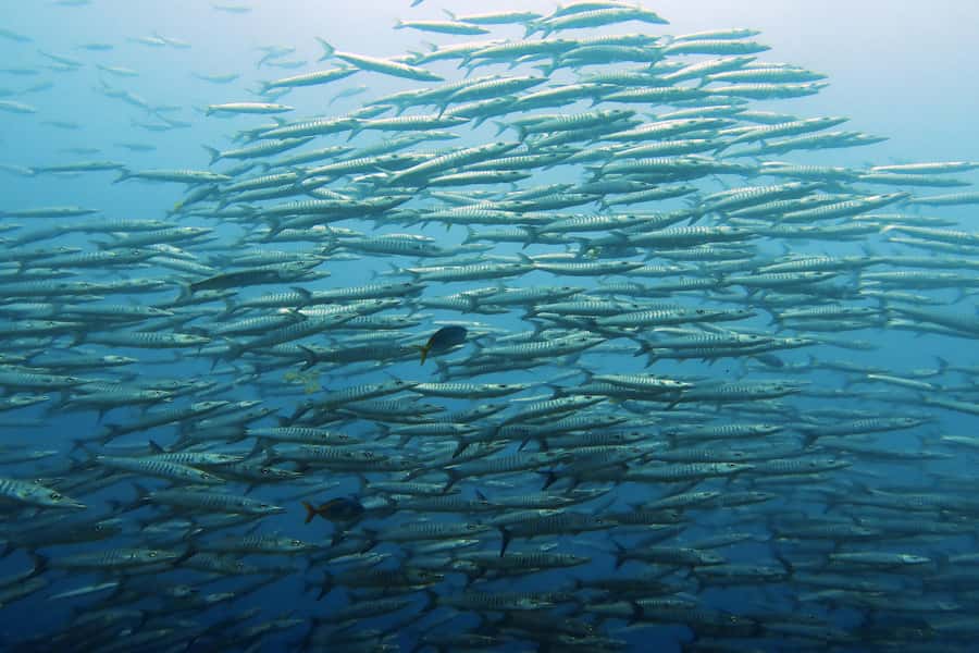 Koh Samui: Day Trip Diving at Sail Rock - Small-group structure and who’s guiding you underwater