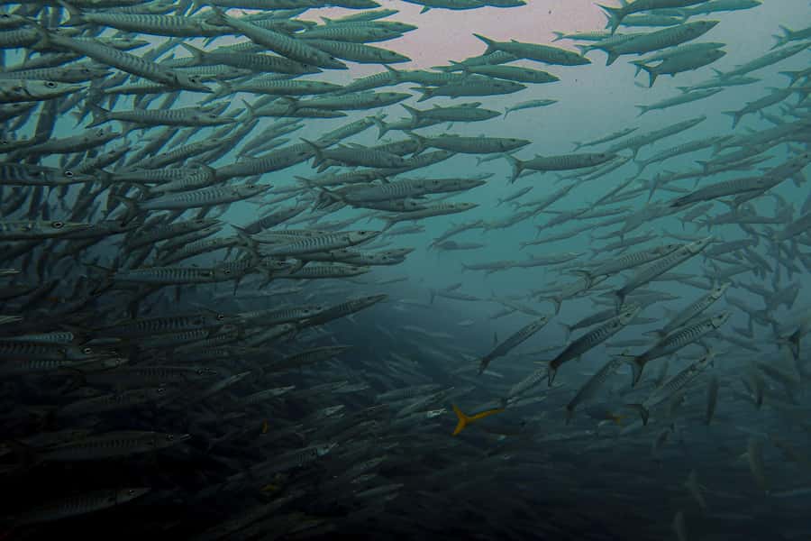 Koh Samui: Day Trip Diving at Sail Rock - Getting there fast: catamaran power, smooth handling, and seasickness reality