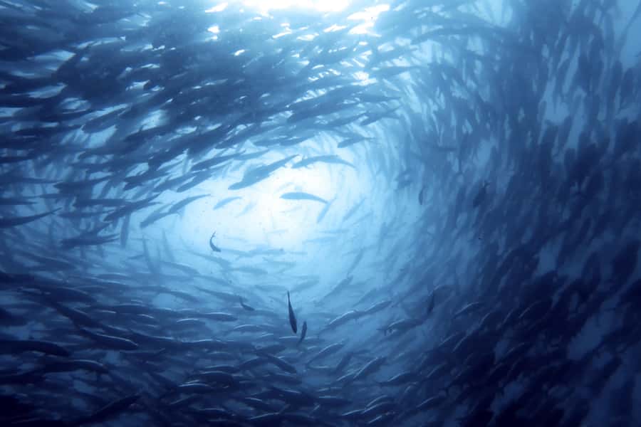 Koh Samui: Day Trip Diving at Sail Rock - Quick decision guide: should you book this Sail Rock day trip?