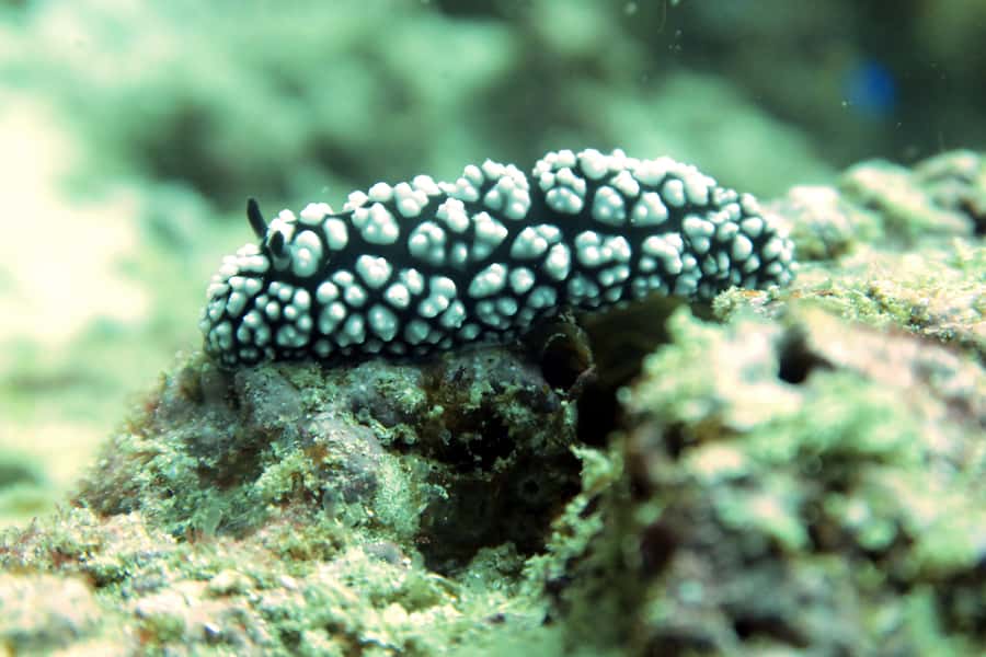 Koh Samui: Discover Scuba Diving - Pickup, boat ride, and the practical side of the day