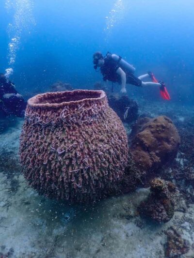 Koh Samui: Dive Tour to Koh Tao - Landing on Koh Tao: guided tour time and what it’s for