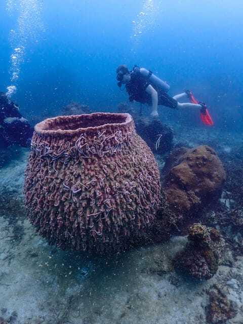 Koh Samui: Dive Tour to Koh Tao - Equipment, rules, and the one thing I’d check first