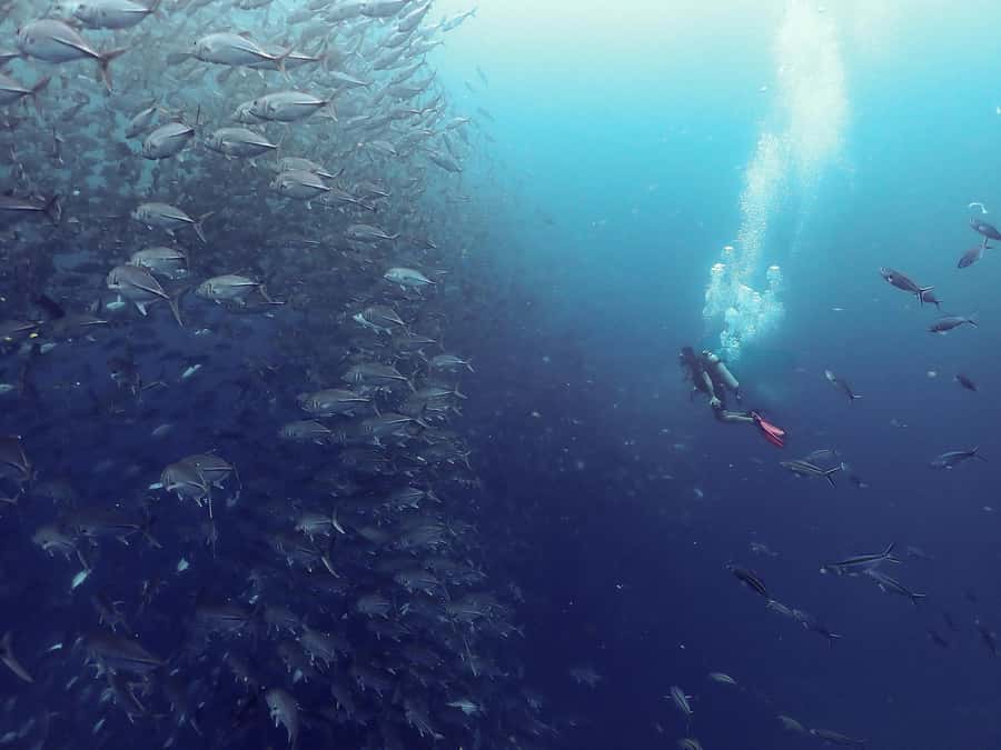 Koh Samui: Dive Tour to Sail Rock - Key things to know before you go