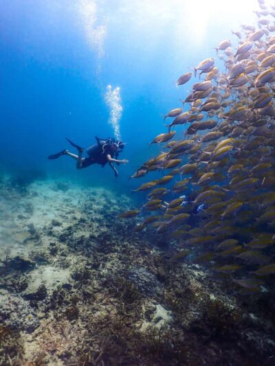 Koh Samui: Dive Tour to Sail Rock - Price and logistics: what $204 actually covers