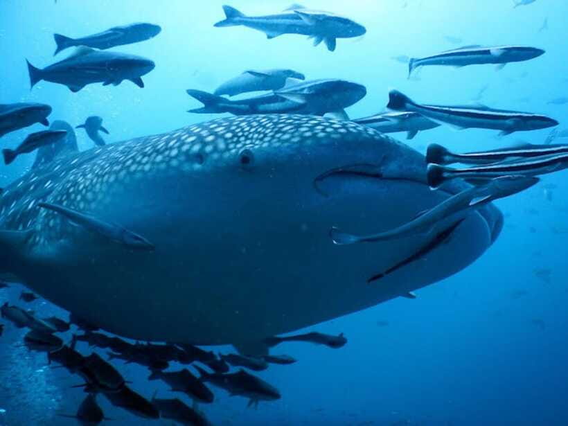 Koh Samui: Dive Tour to Sail Rock - Lunch break in the Gulf area: refuel without derailing the day