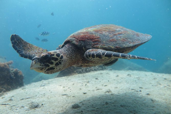 Koh Tao 2-Dive Day Trip from Koh Samui for certified divers - Package basics: what’s included (and what saves you money)