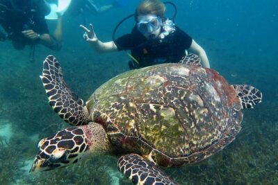 Koh Tao 2-Dive Day Trip from Koh Samui for certified divers - Two underwater sessions at Koh Tao’s well-known sites