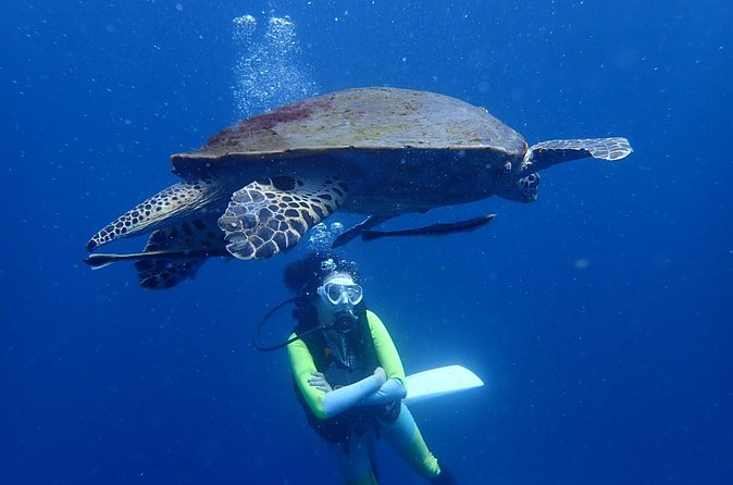 Koh Tao 2-Dive Day Trip from Koh Samui for certified divers - Boat time, group size, and why it matters for your comfort