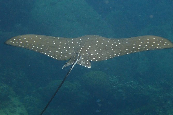 Koh Tao 2-Dive Day Trip from Koh Samui for certified divers - Guide style: patient coaching and safety-first energy