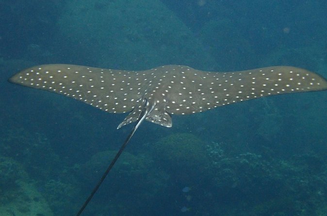 Koh Tao 2-Dive Day Trip from Koh Samui for certified divers - Wildlife expectations: great possibilities, but weather calls the shots