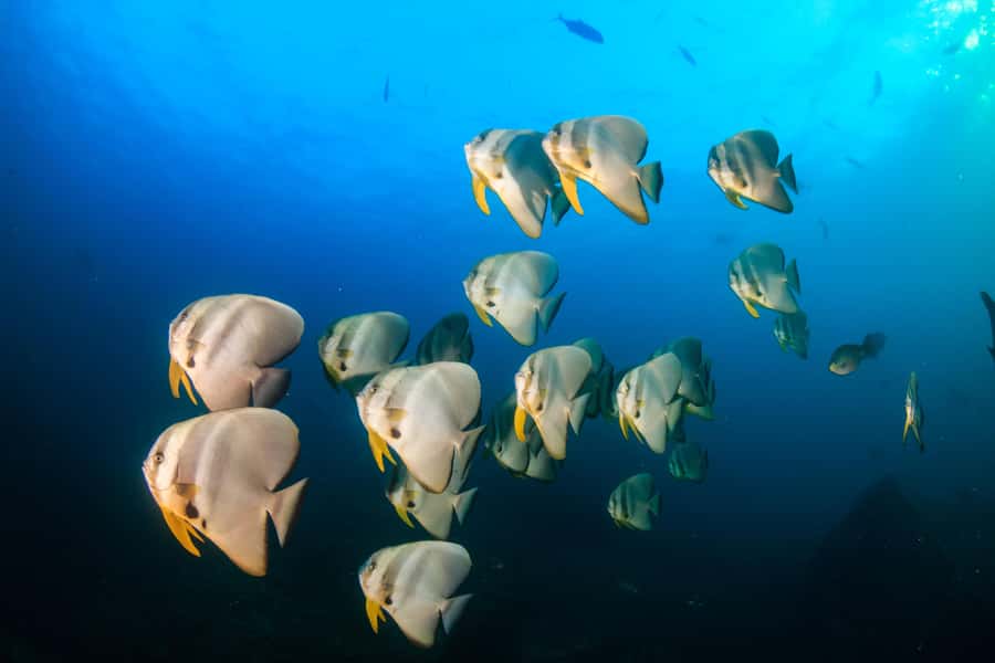 Koh Tao: PADI Premium Open Water Diver Course - Key things you’ll notice