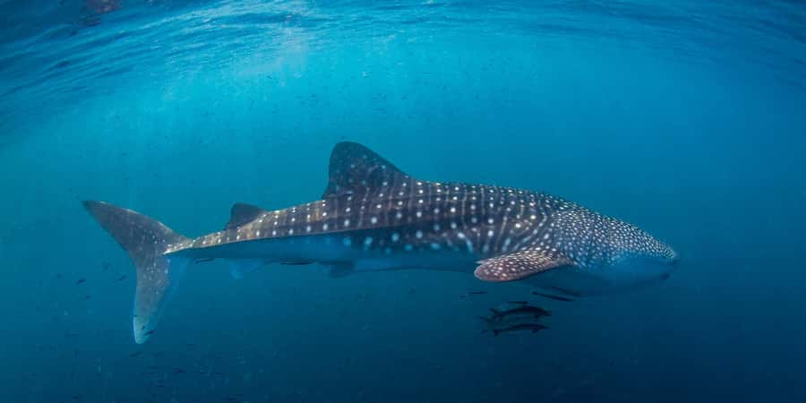 Koh Tao: PADI Premium Open Water Diver Course - Day 2 classroom theory plus 2 shallow ocean sessions (12:00–17:00)