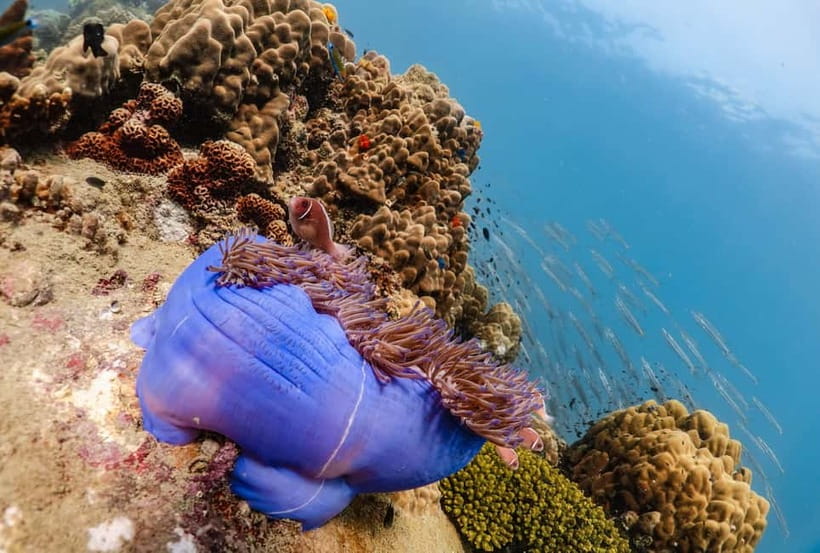 Koh Tao: PADI Try Diving Experience - Key things to know before you go