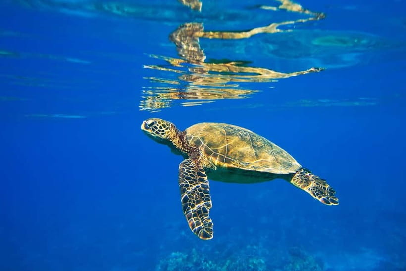 Koh Tao: PADI Try Diving Experience - The reef portion: warm water, coral, and real sea life