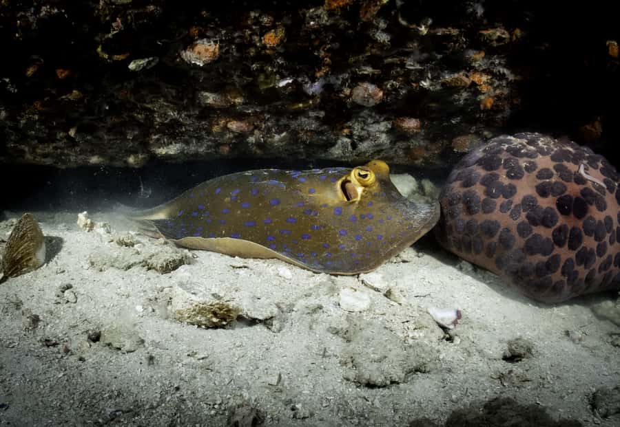 Koh Tao: Private Basic Diver Experience with 2 Dives - A private starter day on Koh Tao that actually teaches you