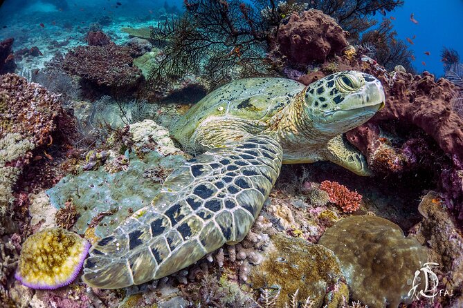 Kota Kinabalu Leisure Scuba Diving Trip (3 Dives) - Equipment, tanks, and what to bring yourself