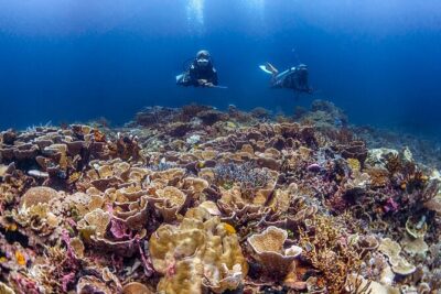 Kota Kinabalu Leisure Scuba Diving Trip (3 Dives) - Three underwater sessions across different reef areas