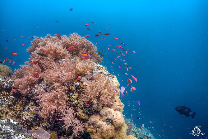 Kota Kinabalu Leisure Scuba Diving Trip (3 Dives) - Getting your money’s worth: the real value of $130.16