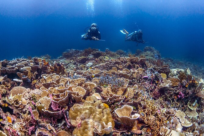 Kota Kinabalu Leisure Scuba Diving Trip (3 Dives) - Three underwater sessions across different reef areas