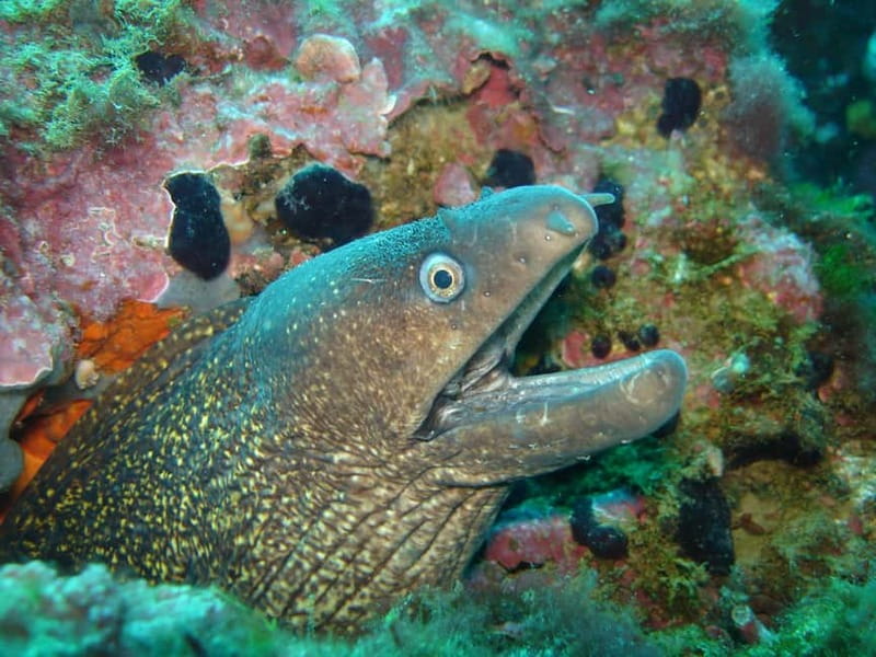 L'Escala: Introductory diving in the Montgri Nature Reserve - Key Points Before You Go