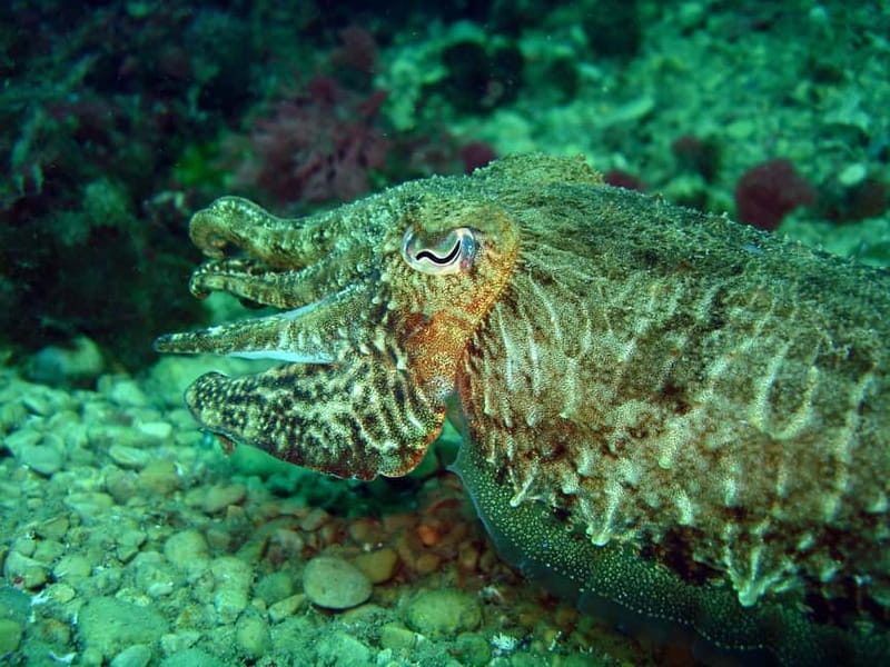 L'Escala: Introductory diving in the Montgri Nature Reserve - Montgrí Nature Reserve: Why This Spot Works for a First-Time Scuba Trial
