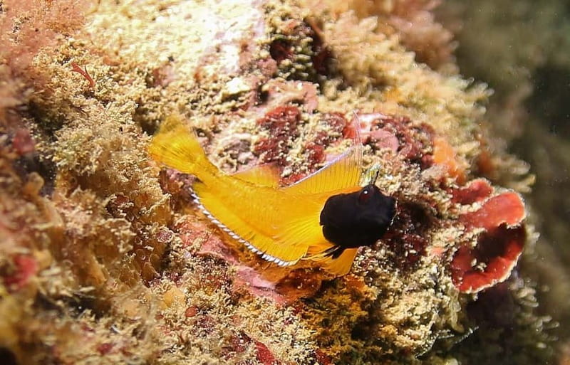 L'Escala: Introductory diving in the Montgri Nature Reserve - Boat-Based Entry: Less Stress, More Time in the Water