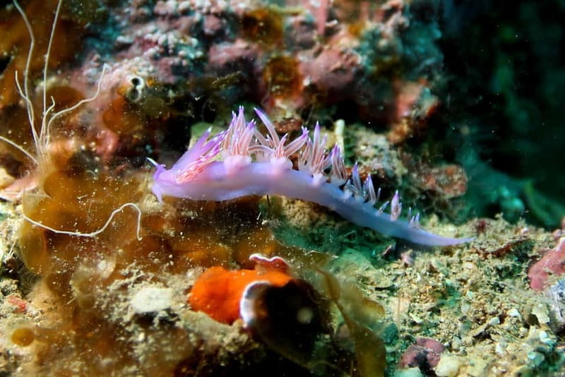 L'Escala: Introductory diving in the Montgri Nature Reserve - Equipment Included: You Don’t Need to Bring a Thing