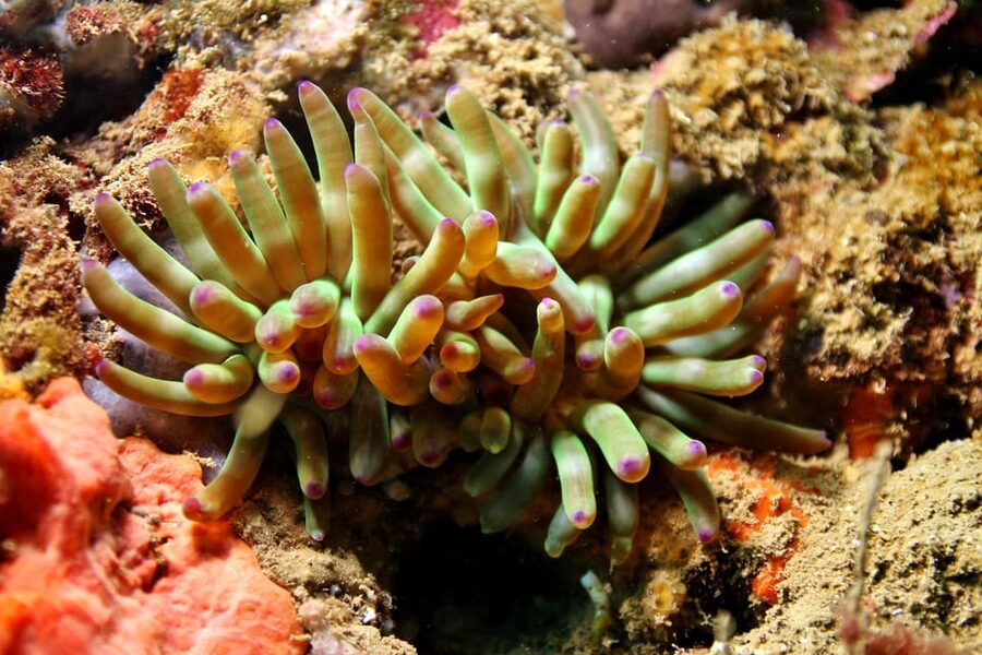L'Escala: Introductory diving in the Montgri Nature Reserve - Snorkeling + Independent Swimming: The Surface Is Part of the Fun