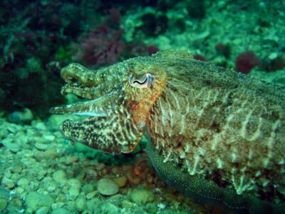 L'Escala: Try diving in the Montgri nature reserve - 1:1 instructor supervision with a small group of 8